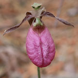 Cypripedium acaule