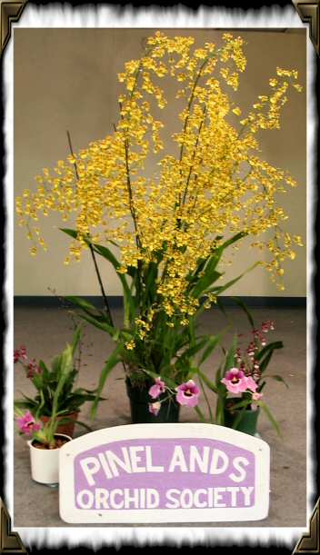 Oncidium, June 2004