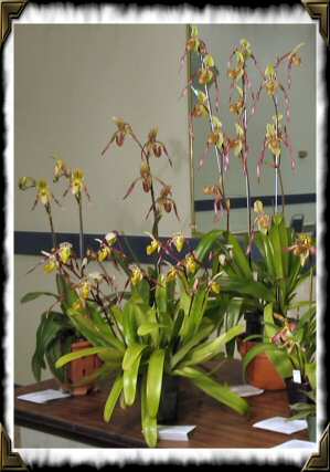 Paphiopedilum Plants, June 2004