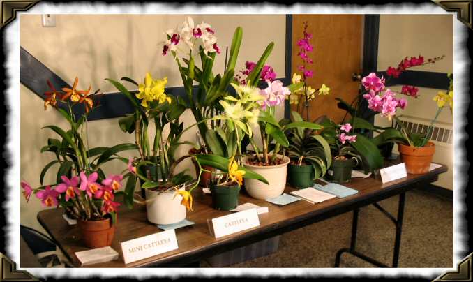 Show Table, June 2004